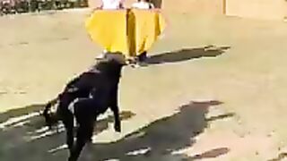 Bull taunting-Almost 100m views!!