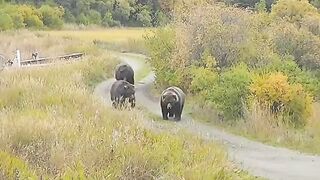 Fat Bear Parade