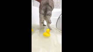 MEWO!!!!!!!!!!  Funny cat video.