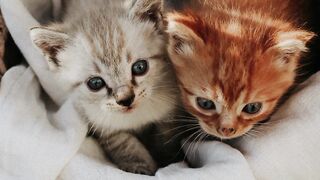 2 facts about cats ???? !
