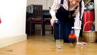 Try Not To Laugh - Funny Birds videos