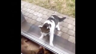 Funny Cat´s & Dog´s