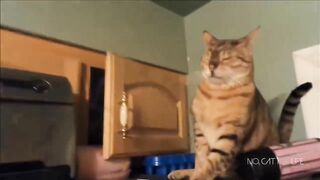Part 1 Most popular cats & dogs