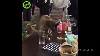 Part 2  most popular cats and dogs