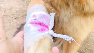 FUNNY VIDEO