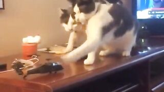 Funniest Cats ???? - Don't try to hold back Laughter ???? - Funny Cats Life
