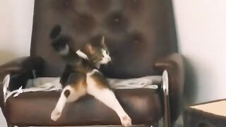 Try not to laugh???? Funny animals????‖ Fischkopf3000