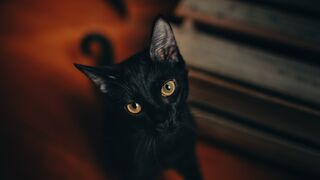 Black Kitten Inside A Carved Pumpkin