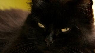 Black Cat and Carved Pumpkin