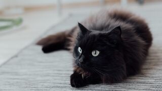 The Black Kitten Is Out Of The Bag