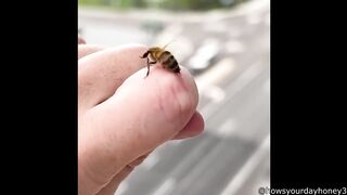 Bee Stings Human and then Apologizes
