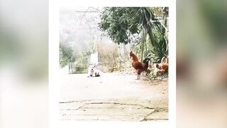 Animal tiktok funny