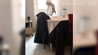Funny Animal Videos 2022 ???? - Funniest Cats And Dogs Videos ???????? #9