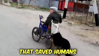 37 Hero Animals that Saved Human Lives !