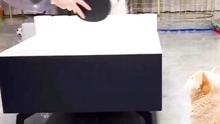 Bermain tenis meja