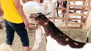 Funny video spot me bhai log 118