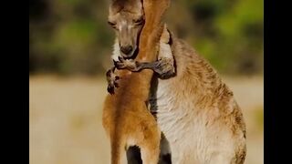 KANGAROO LOVE