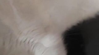 КОТЕШКИ ДОН ЖУАН