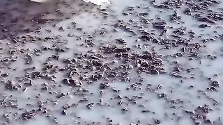 Ghareeb Admi ka doodh