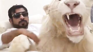 Dubai ???????? King ???? Sheikh Nawab With White Lion ???? White Tiger
