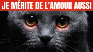 12 façons de dire à votre chat que vous l'aimez dans un langage qu'il comprend !