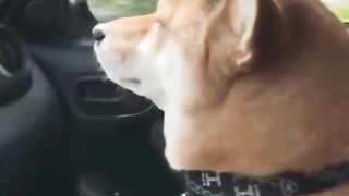 Funny Animal Videos 8