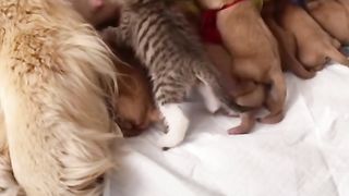 Funny Animal Videos 11