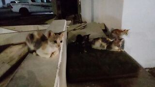 Street cats looking hungry tonight