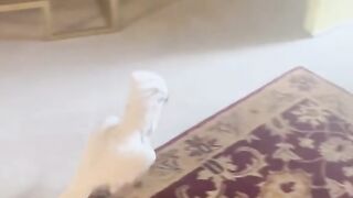 Funny Animal Videos 12