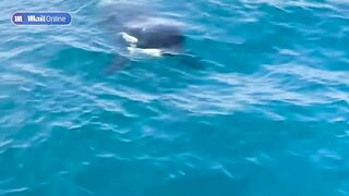 Three whales attack