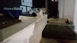 Cute and funny cats of the street