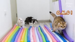 Funny cats vs long balloons- test cats IQ