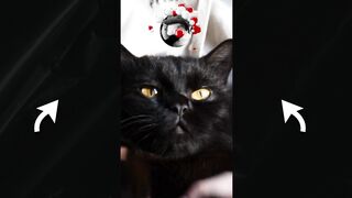 black cat dancing