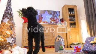 Little dog Christmas