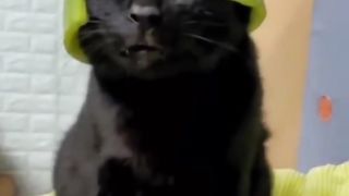 Funny animals 1 2