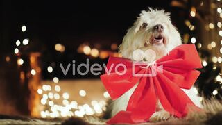 Cute dog Christmas