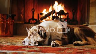 Dog in cozy house
