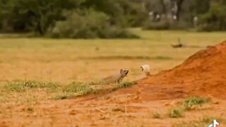 Animals videos 14