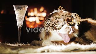 Dog in carnival mask