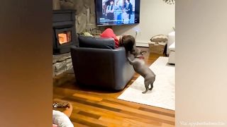 Best protective dogs