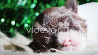 Newborn puppy sleep