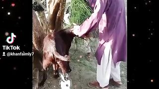 Prank bakra mandi p4 pakao  janwar   ma leka jaoga prank 52 gaj ka