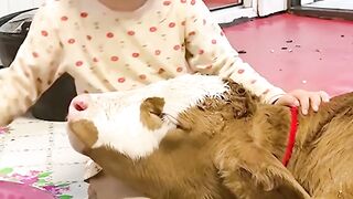 La petite fille a un lien adorable avec une vache