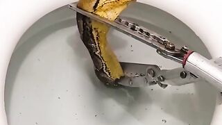 Une femme est choquée de trouver un python de 12 pieds de long dans ses toilettes !
