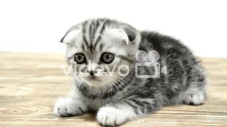 Kitten big eyes