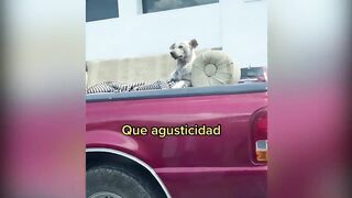 Bromas Que Fueron Demasiado Lejos ???????? Animales Momentos más Divertidos del Año ???????? Videos de Risa de Mascotas