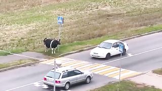 Une vache intelligente attend une escorte piétonnière !
