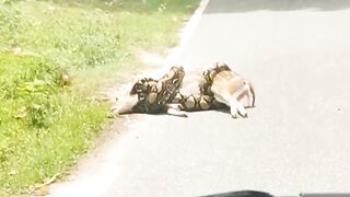 Un cerf sauvé de l'appel proche avec un constrictor