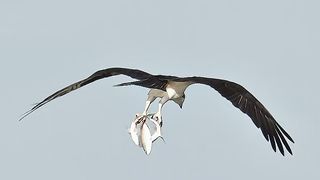 eagles