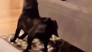 Funny Animal Videos 13
